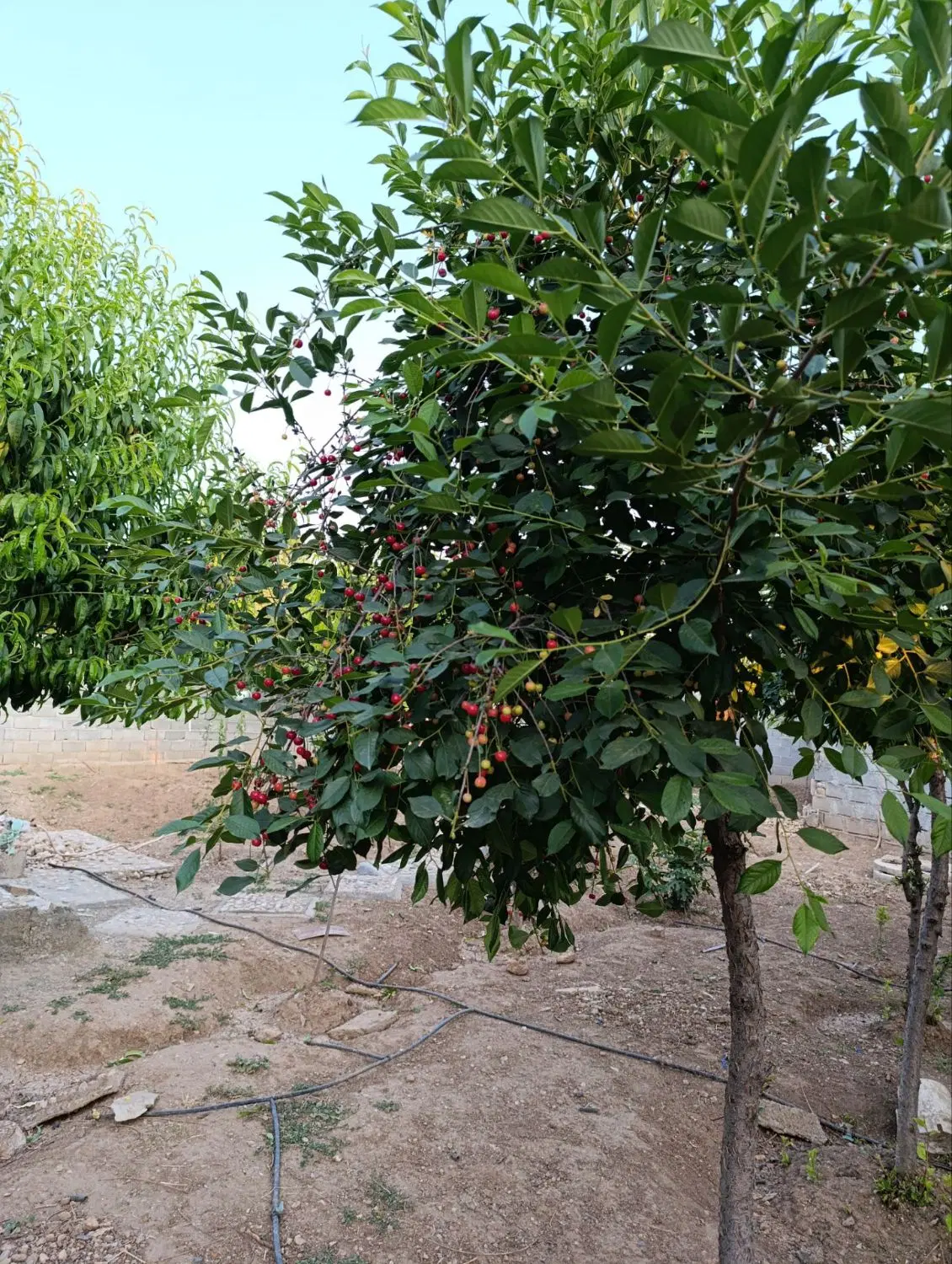 باغ ویلا شهرک صالحی ۶۵۰متر