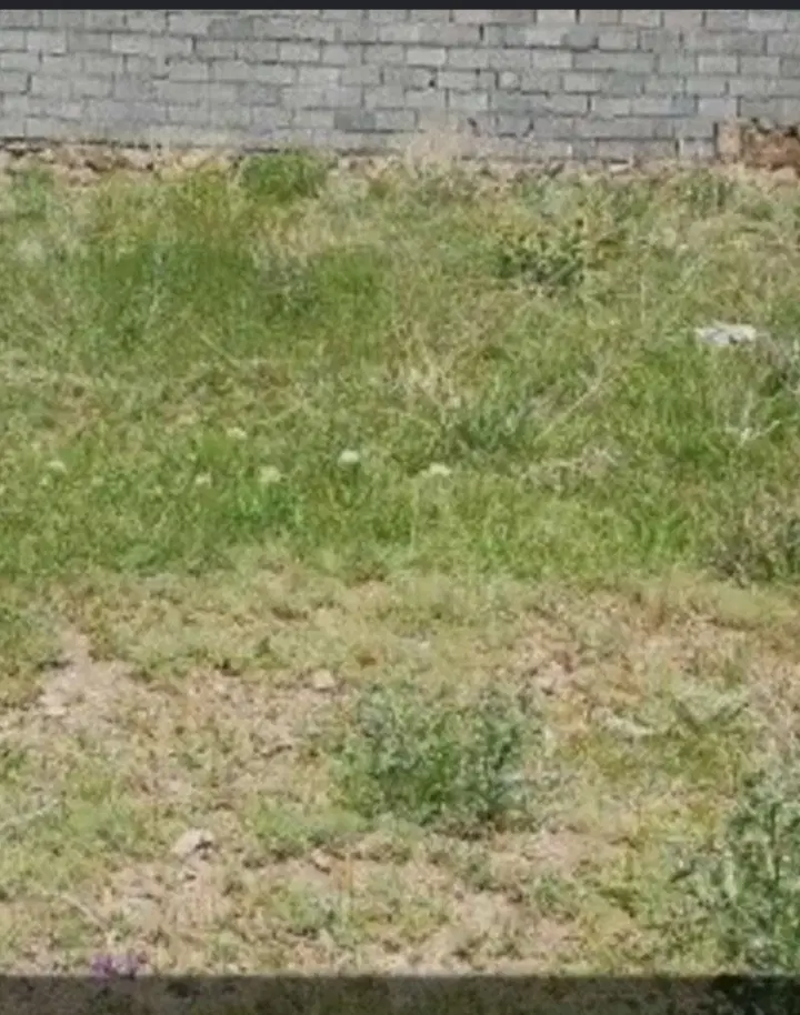 زمین