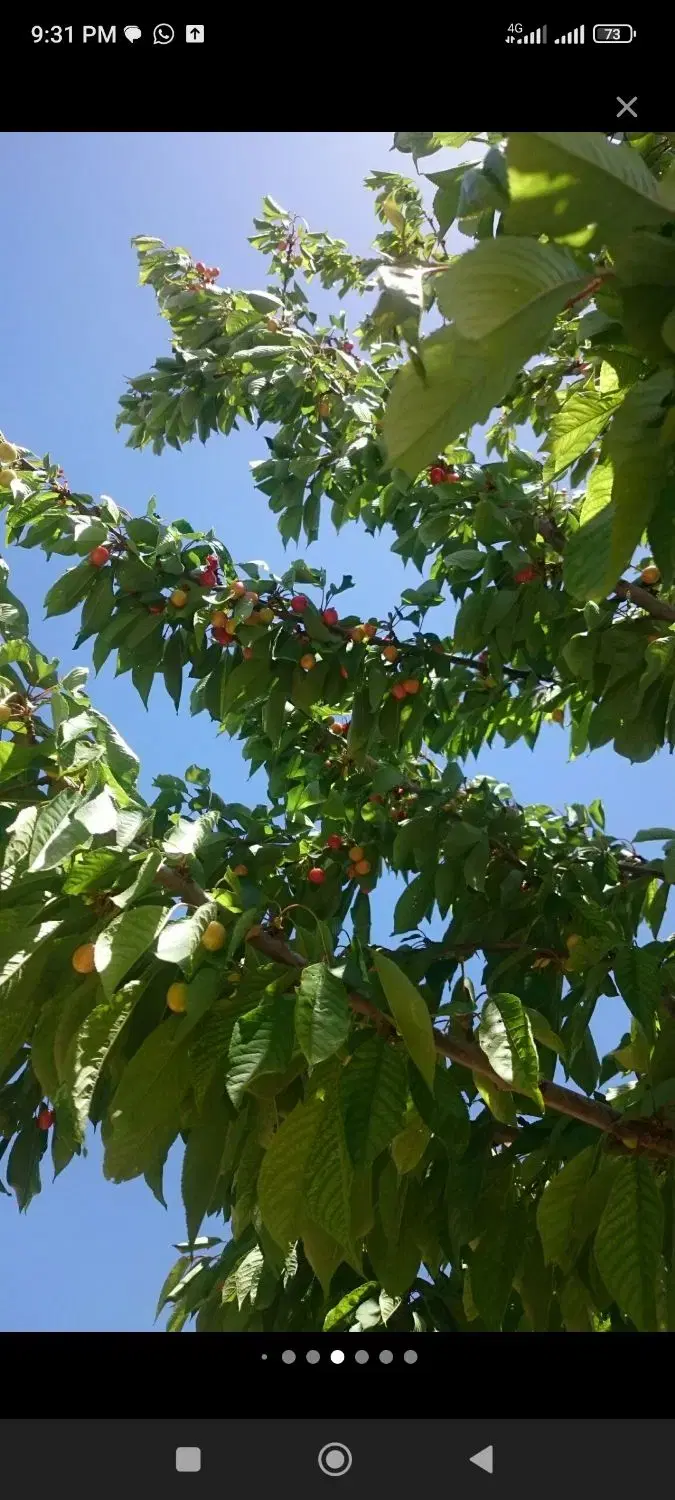 باغ‌گیلاس‌و‌آلبالو۵۰۰۰برق گازسهم (آب‌سند) زیر قیمت