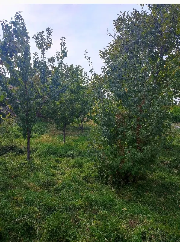 فروش باغ جنگی در اسکو