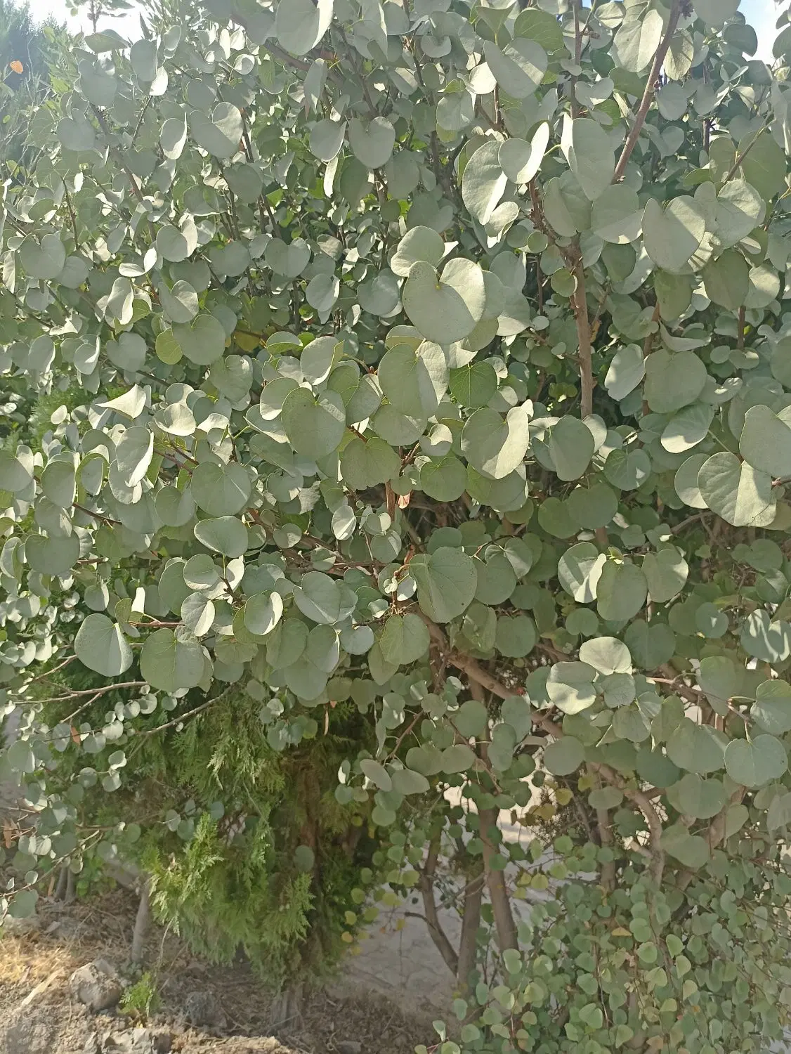 خانه باغ