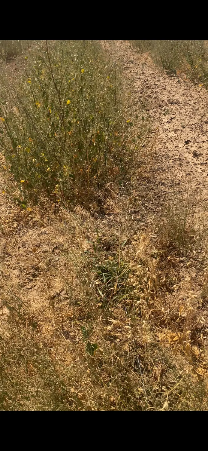 باغ انگور فلیم سیدلس