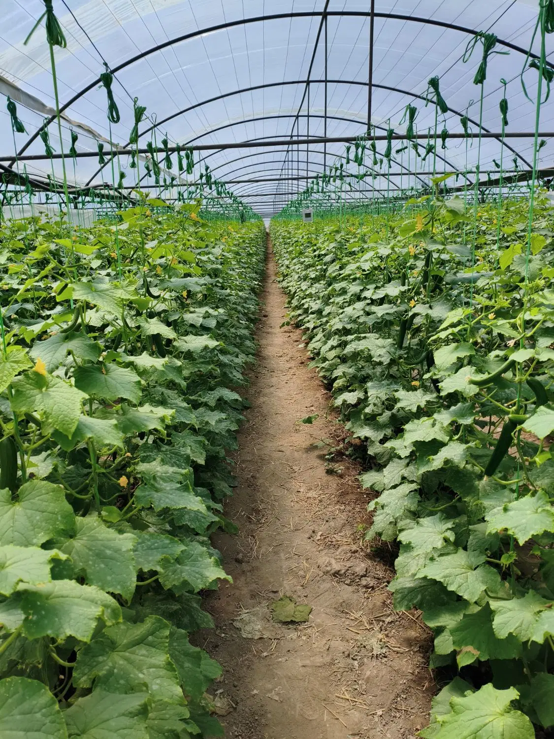 نیازمند گلخانه اجاره ای