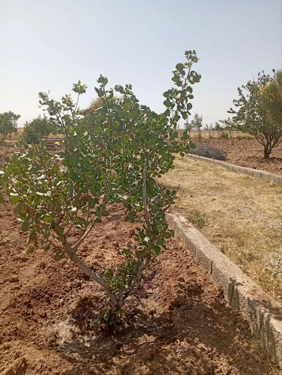 فروش زمین کشاورزی