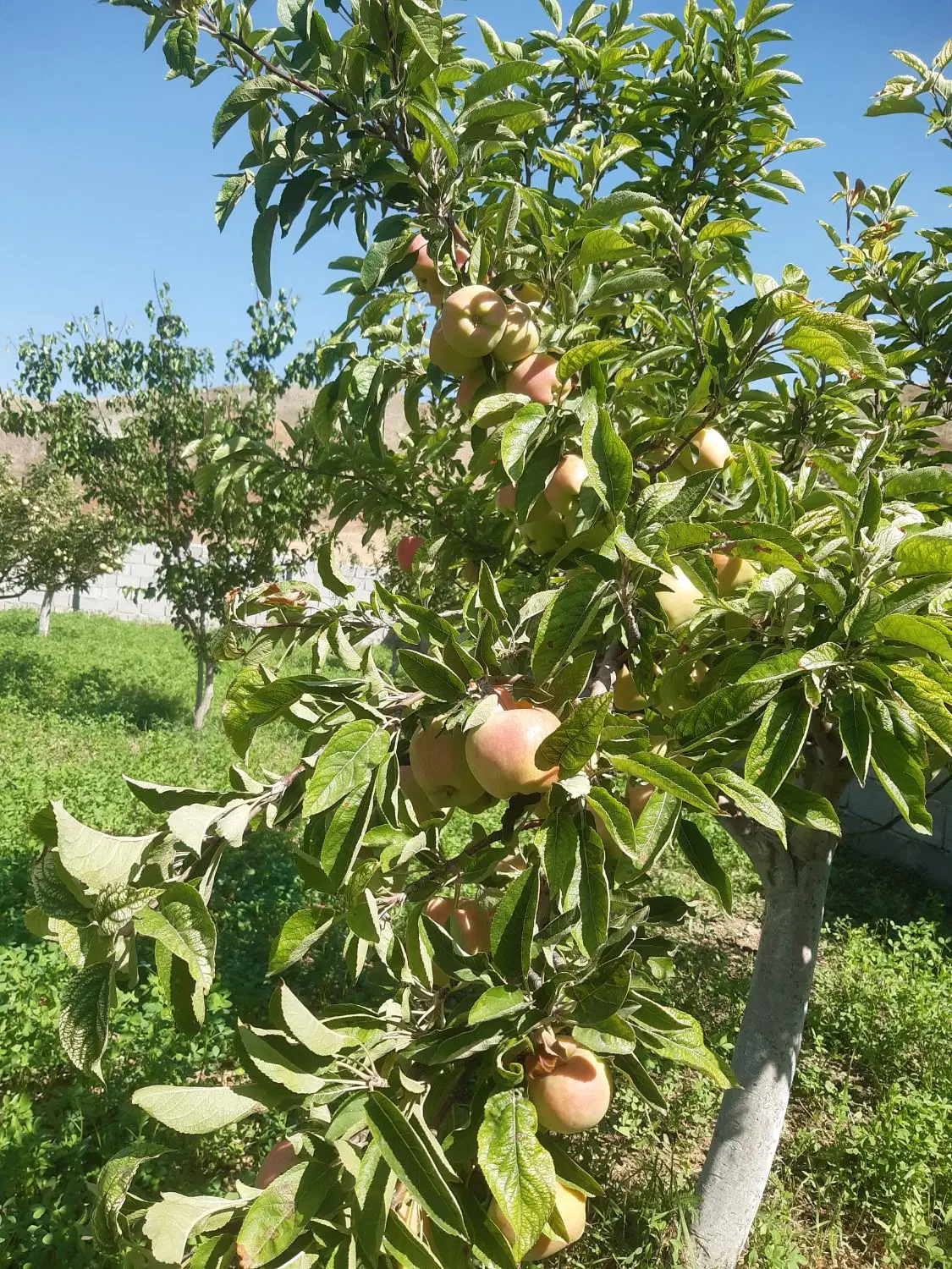 فروش باغ ویلایی