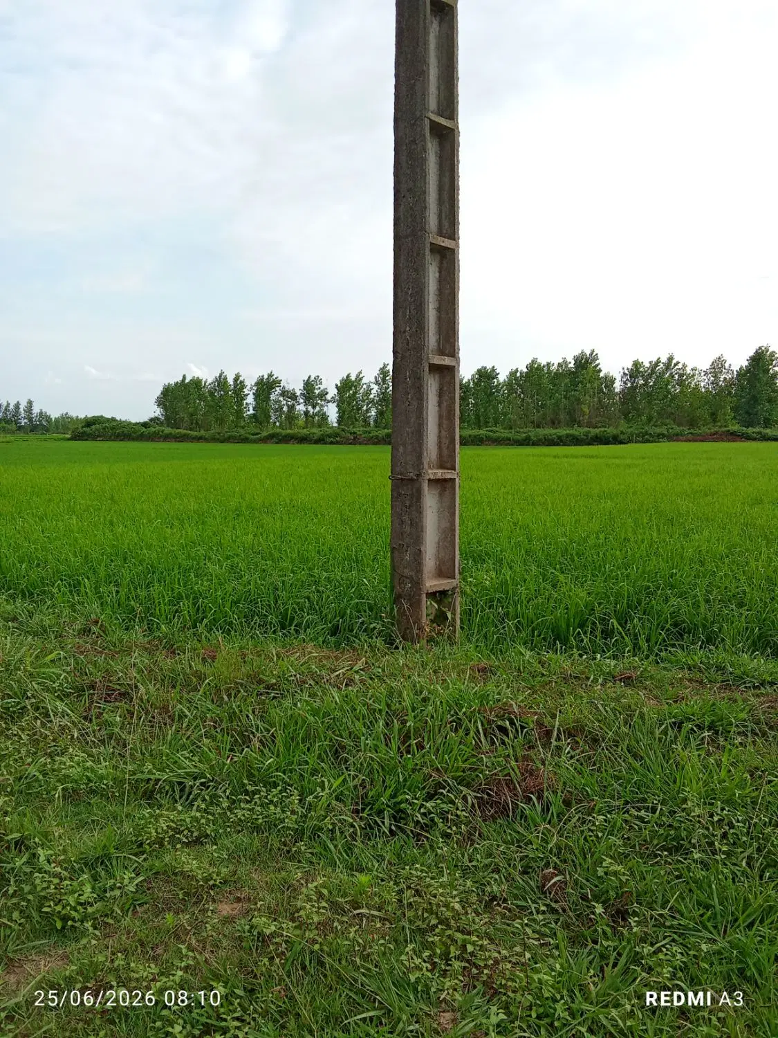 زمین زراعی