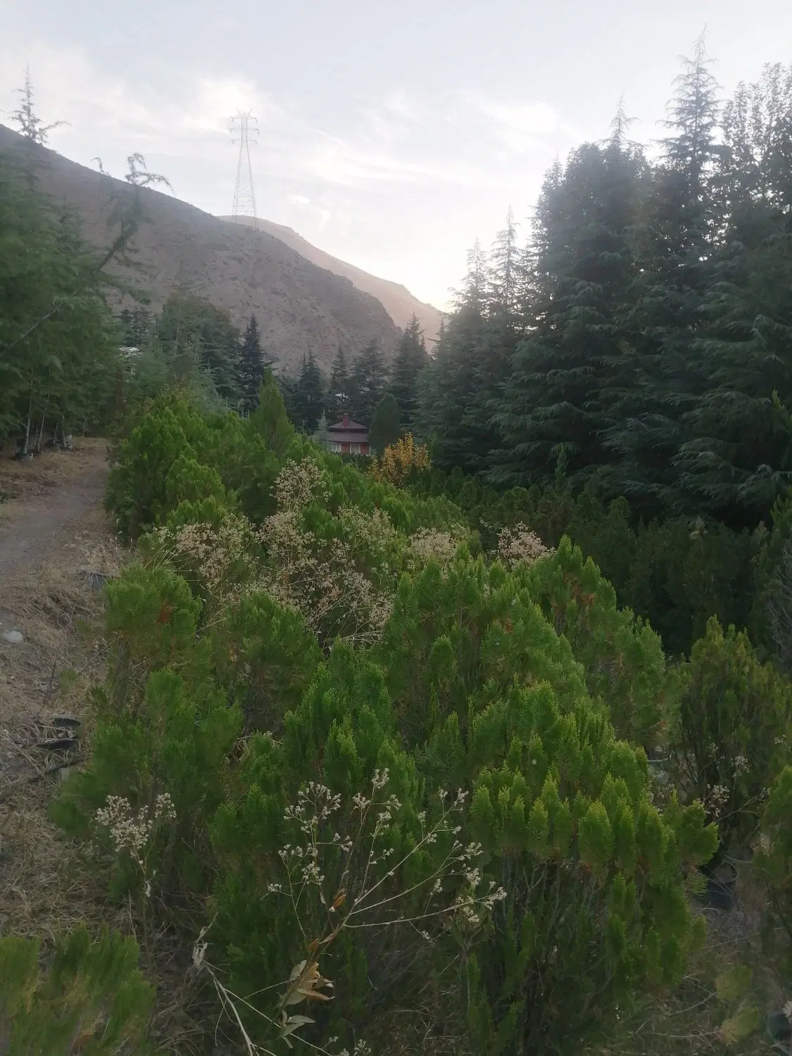 200متر زمین خوش قواره، سهم شما از طبیعت