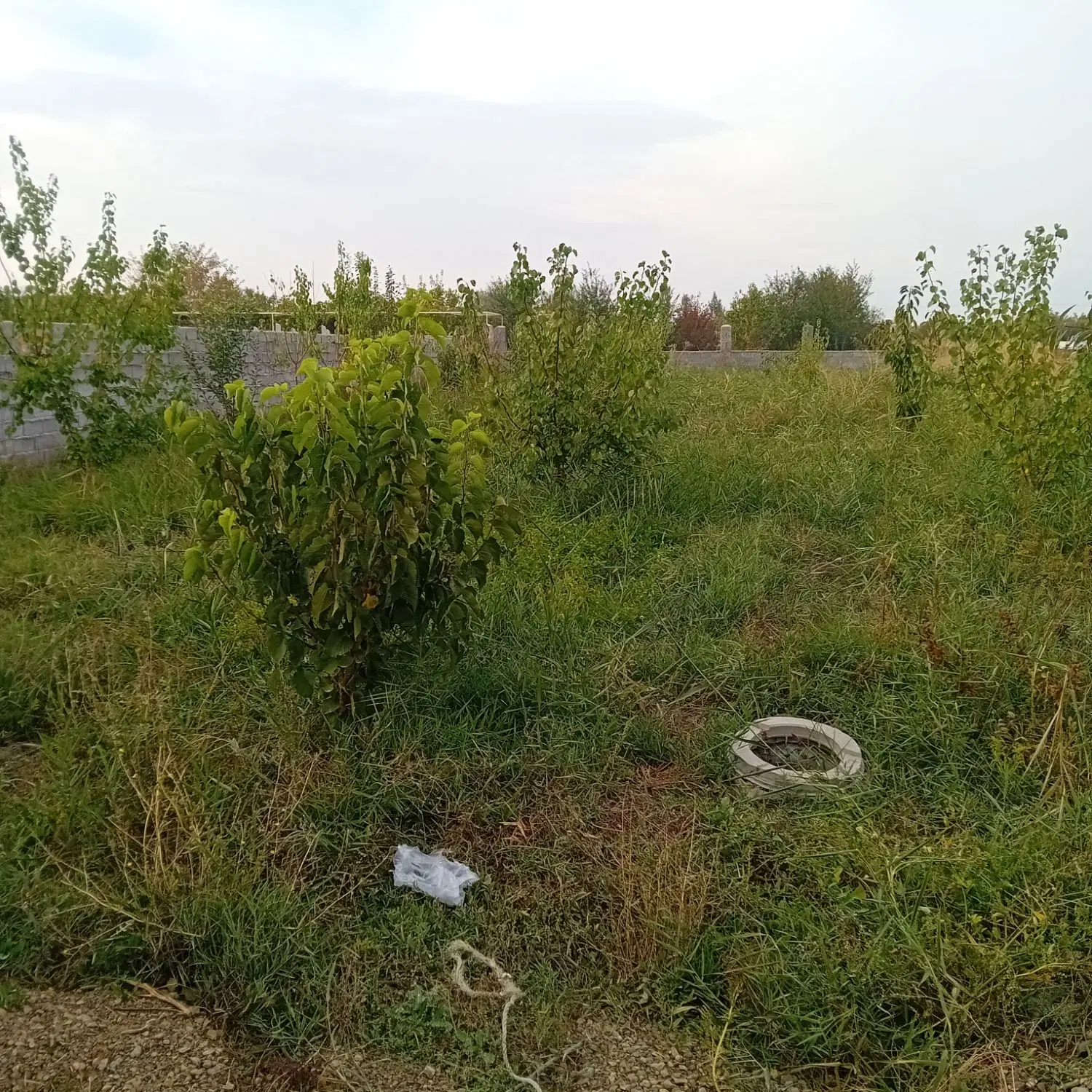 باغچه واقع در عسی لو شاه میرزا
