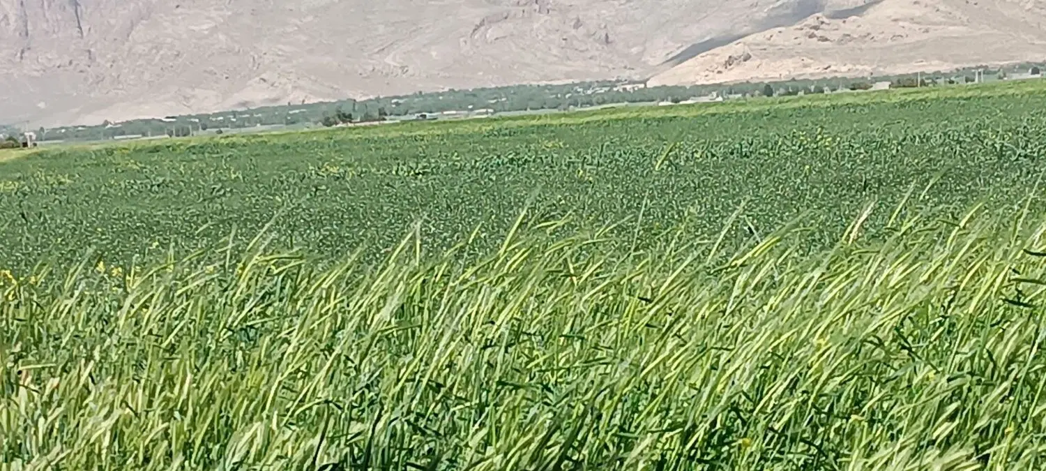فروش زمین کشاورزی در منطقه خوش آب ‌ هوای بخش سیدان