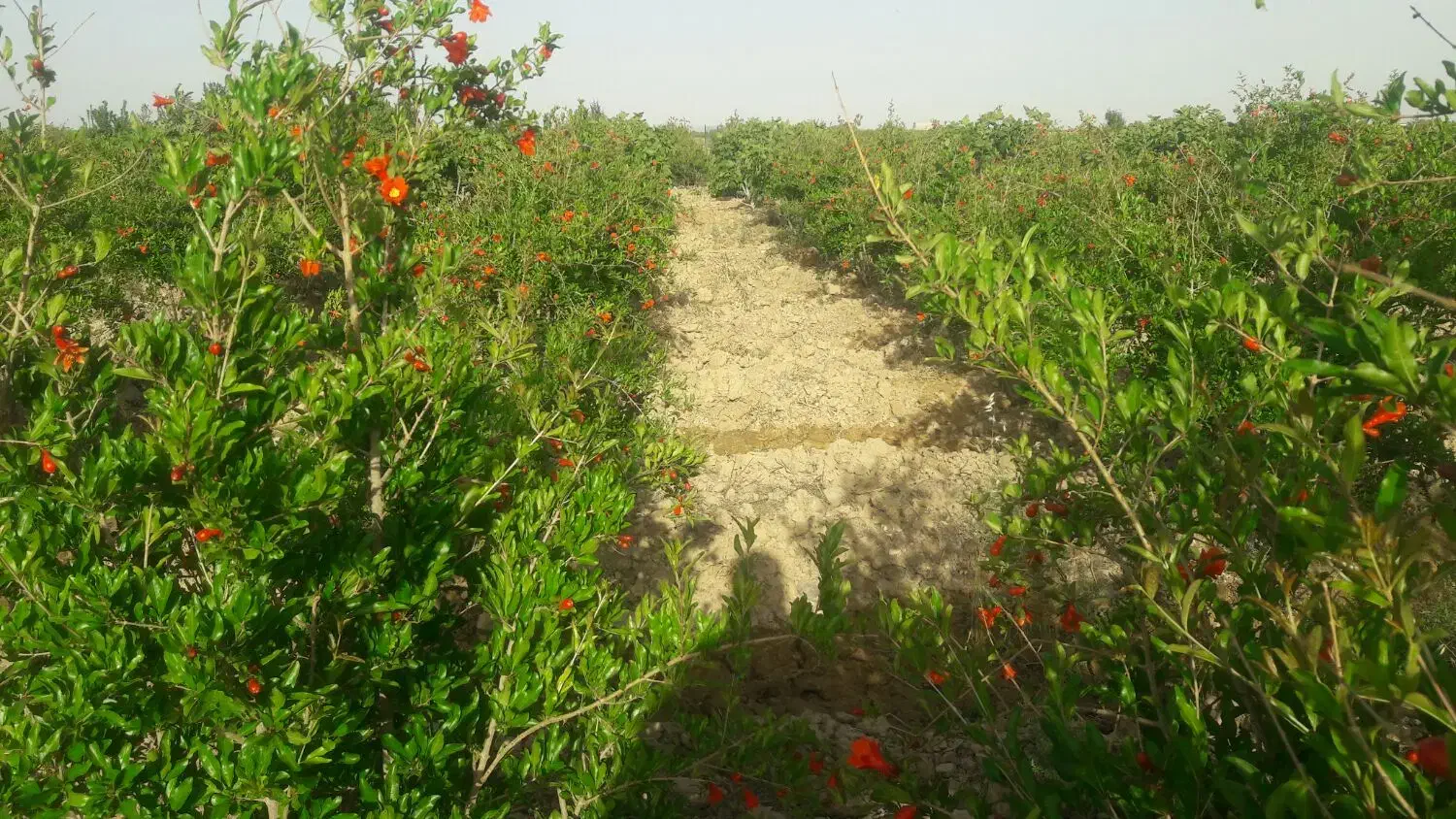 باغ الوسجرد