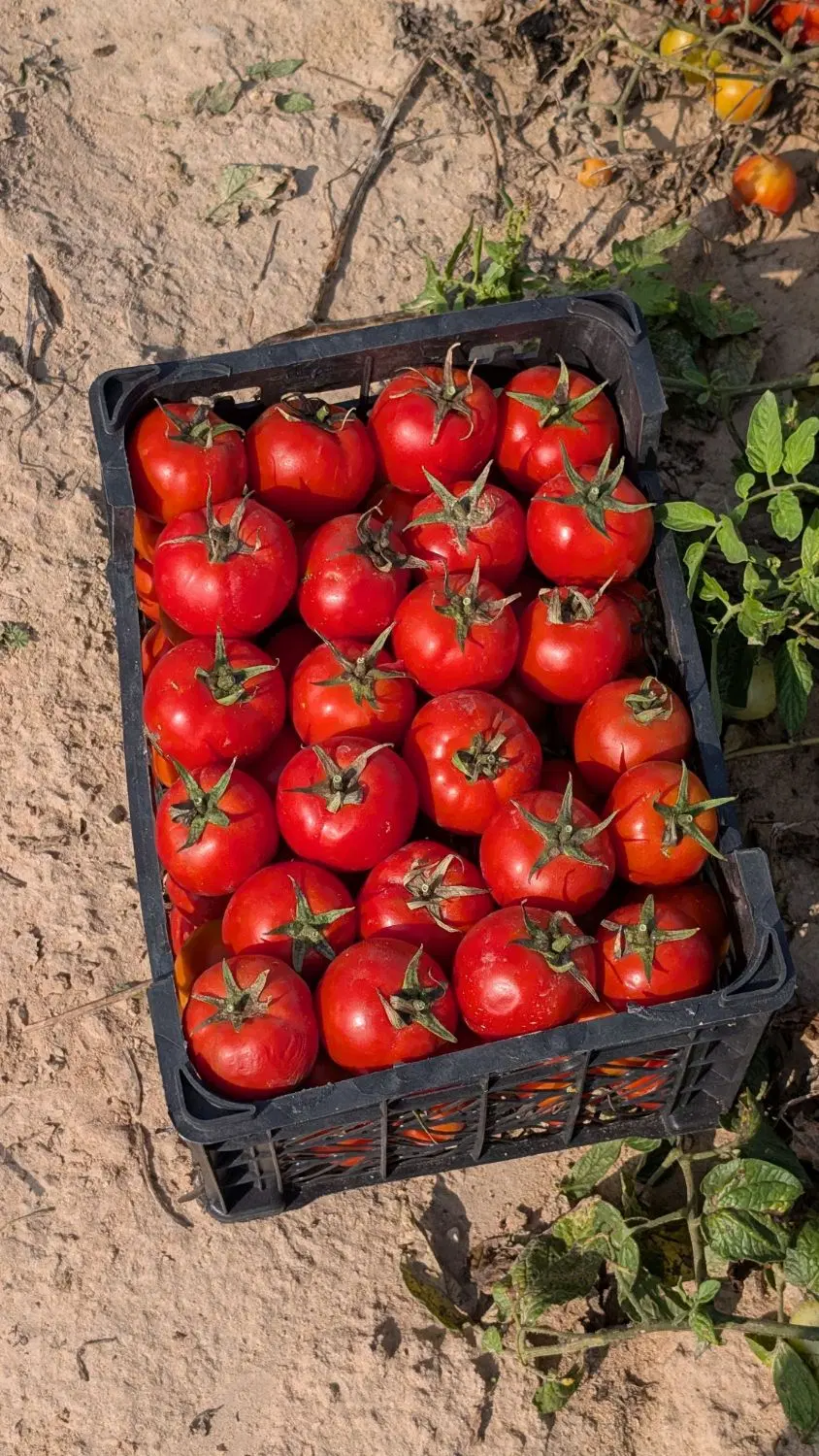 اجاره زمین کشاورزی