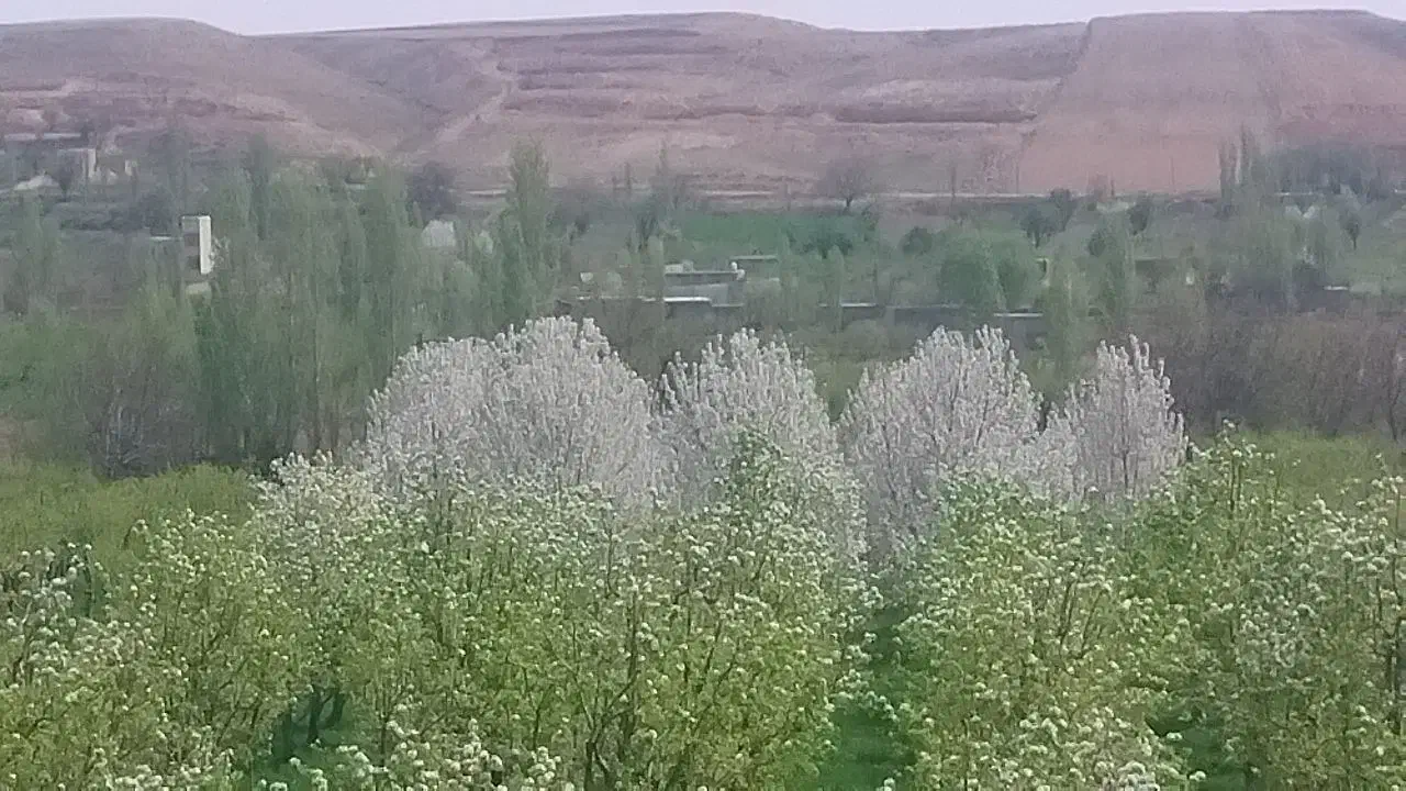 زمین کشاورزی باغ گلابی