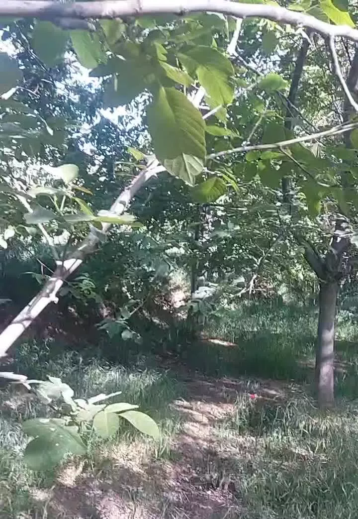 فروش ملک و باغ