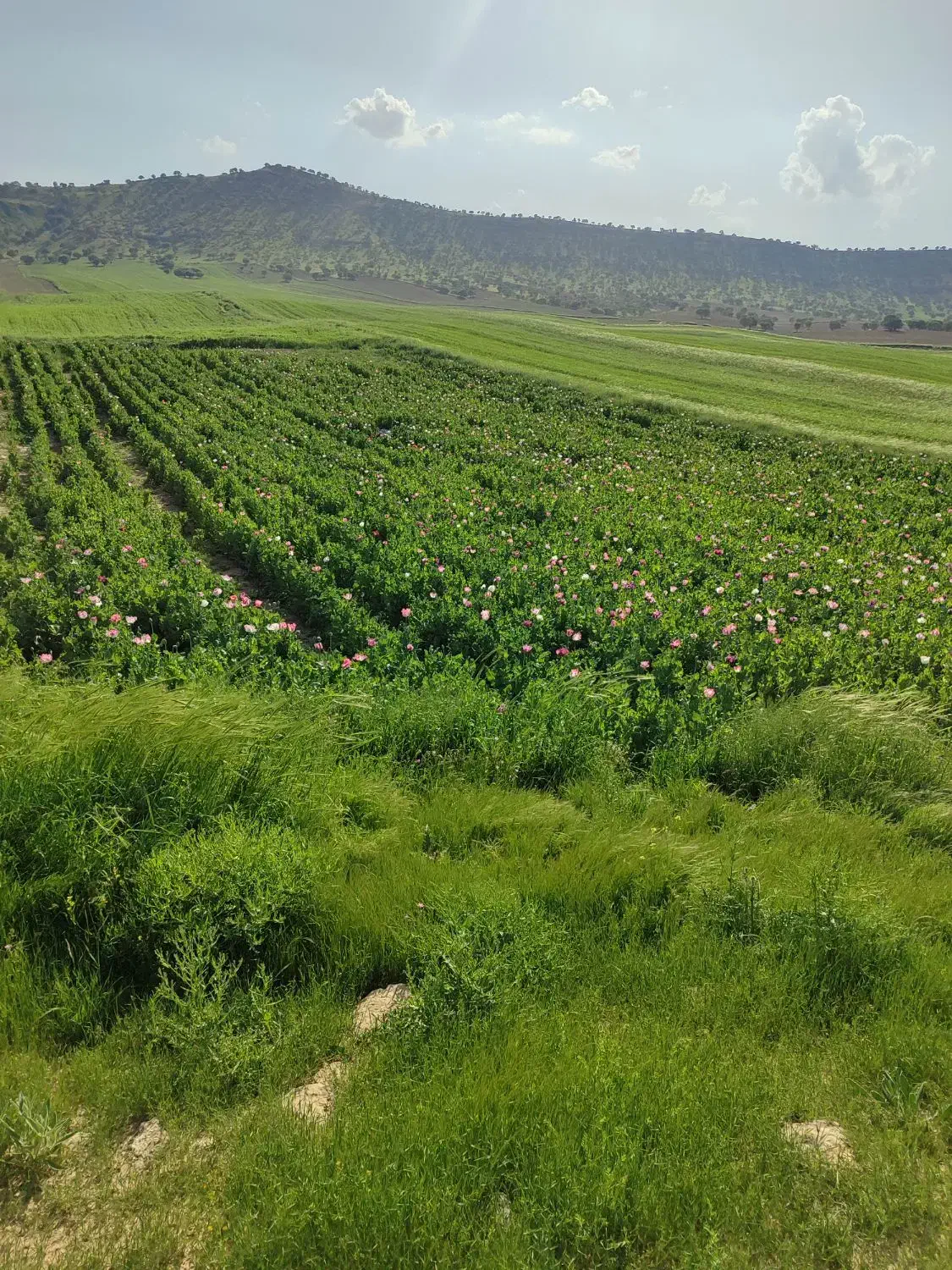 کشاورزی مهر