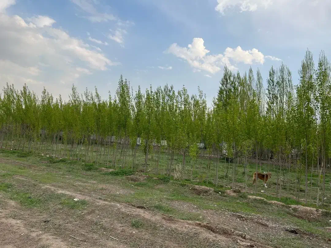 زمین باغی در داخل شهر