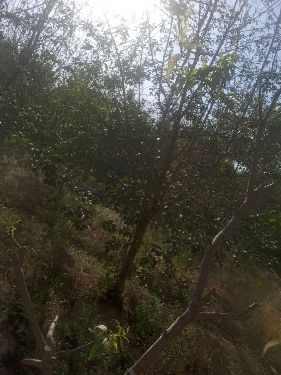 باغ ۸۰۰ متری