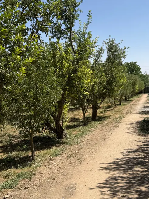 ۵۵۵متر زمین باغی تاپ لوکیشن جابان باانشعابات و سند