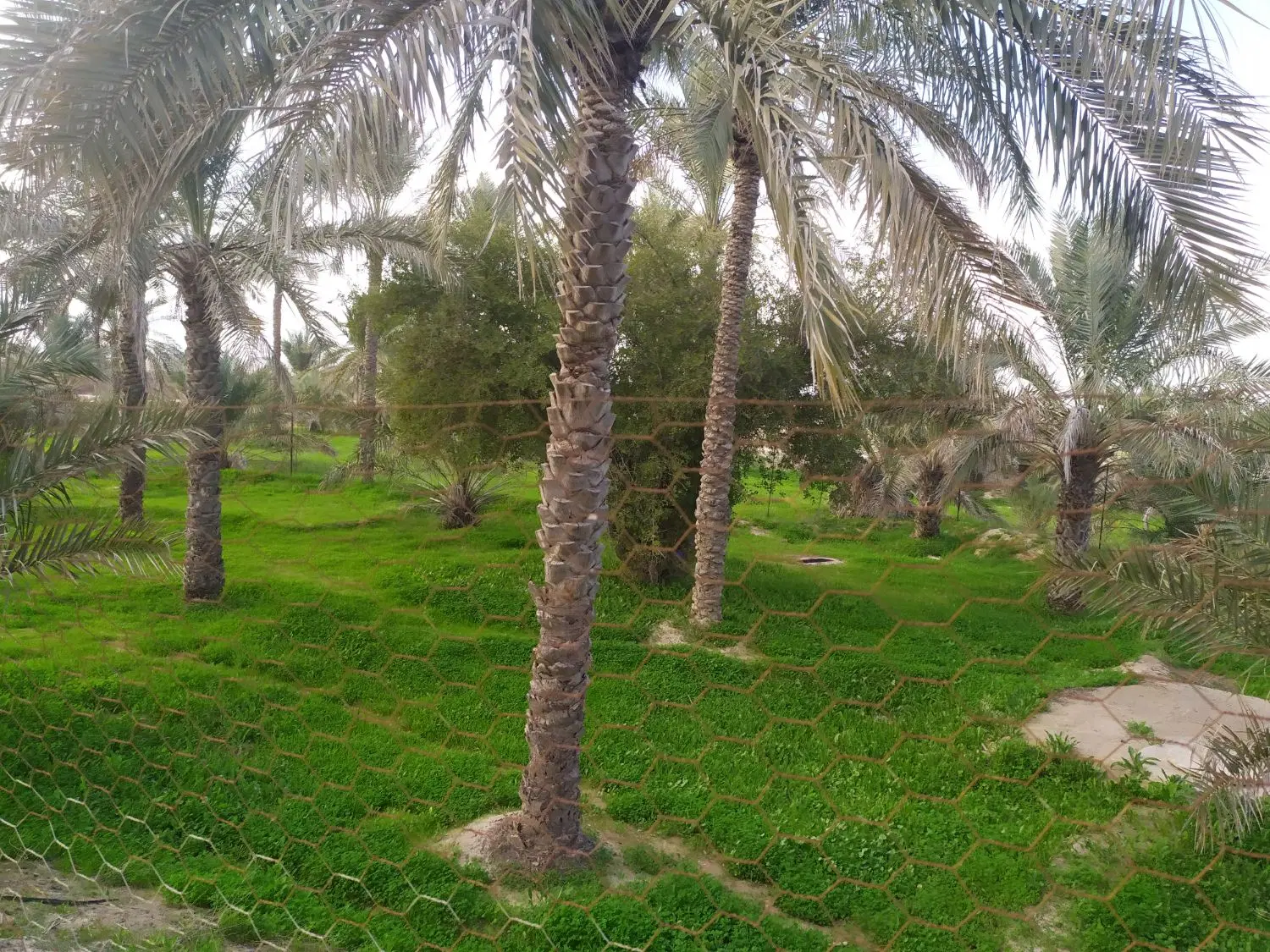فروش باغ نخل جنب میلک