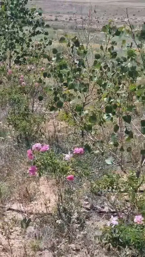 زمین باغ گل محمدی بر جاده اصلی