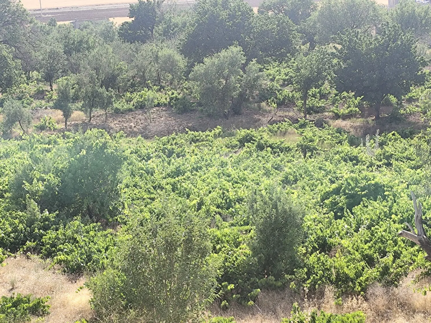 باغ انگور دیمی