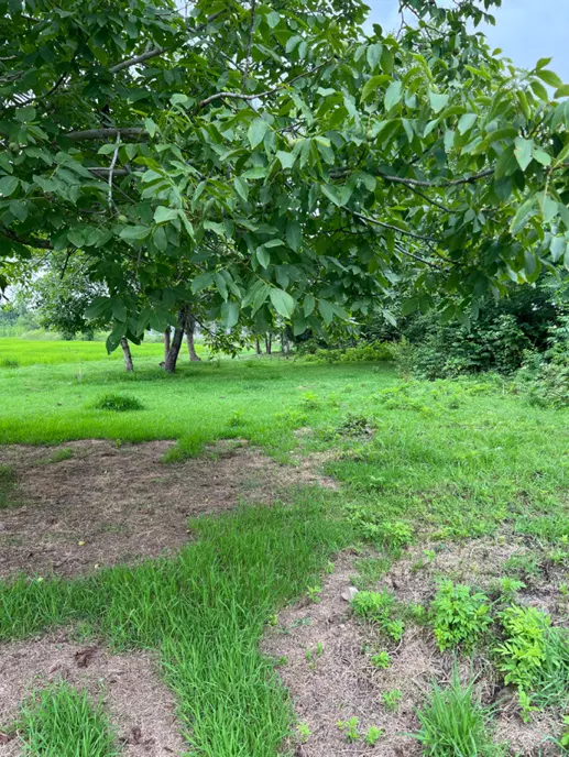 مسکونی ، باغی ،شالیزار