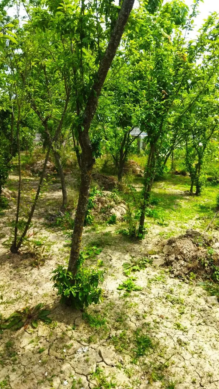 باغ ویلا