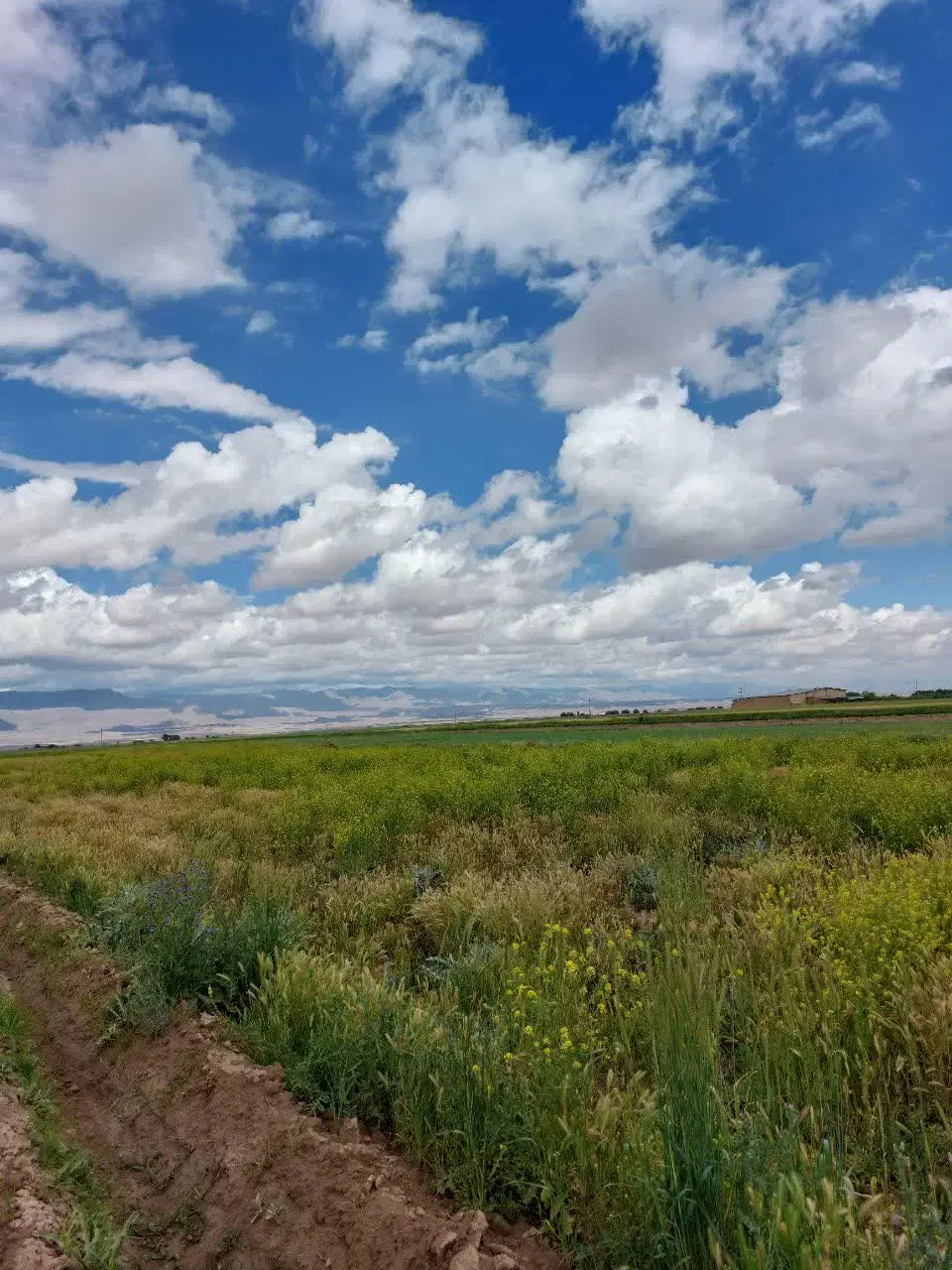 زمین کشاورزی با سند ملکی