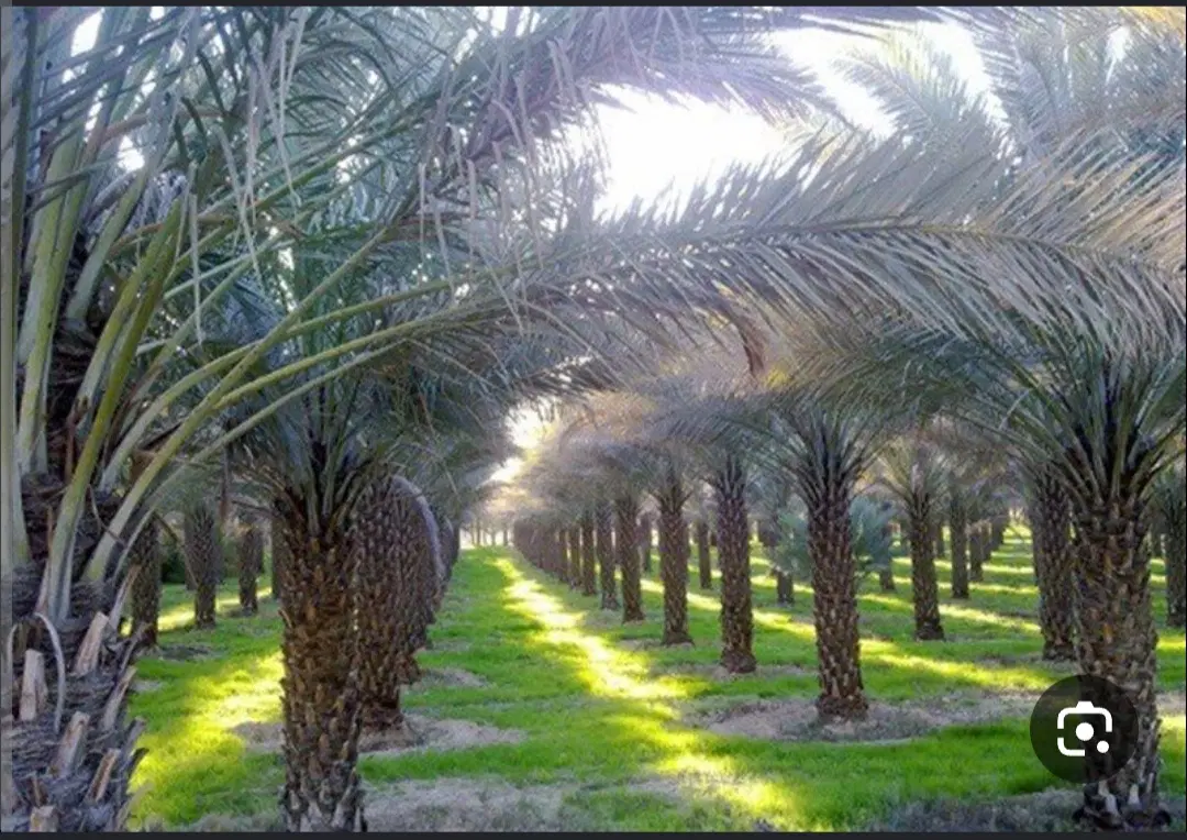 فروش زمین در بهترین موقعیت جزیره مینو (مینوشهر)