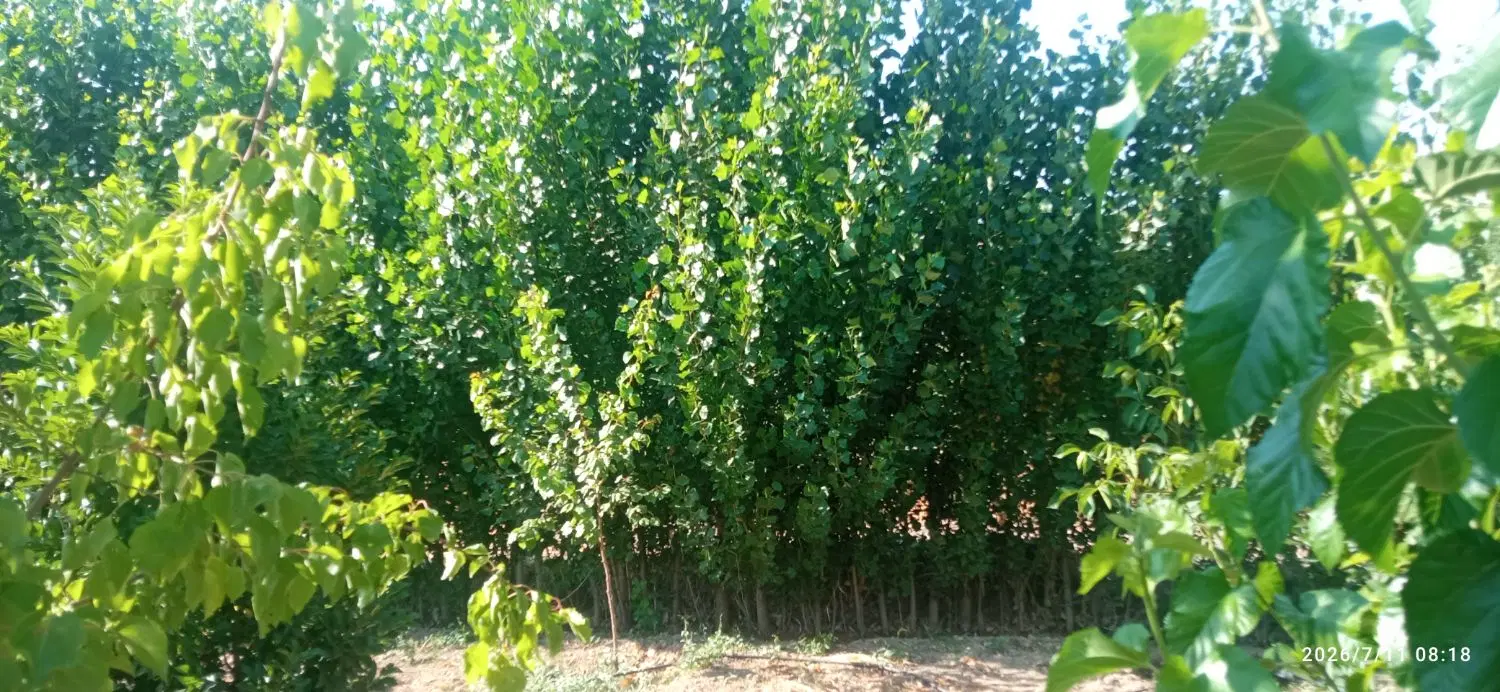 400متر زمین کشاورزی