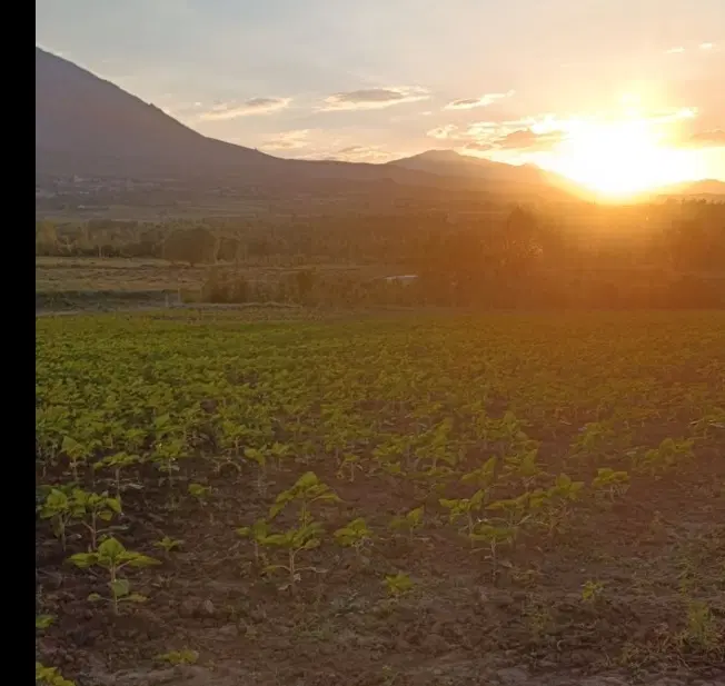 زمین زراعی روستای واقع  در ج اول گلدور
