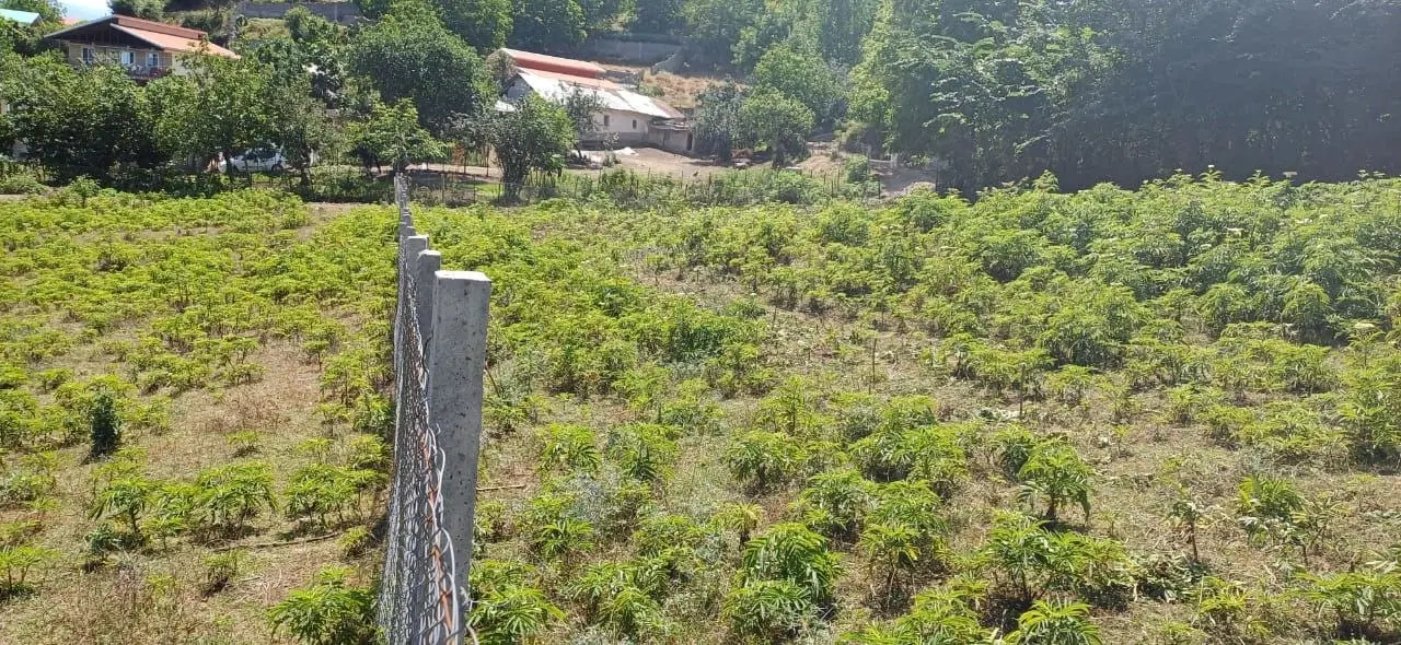 دو قطعه زمین ۶۴۰ متری در روستای ولیجار توتکابن