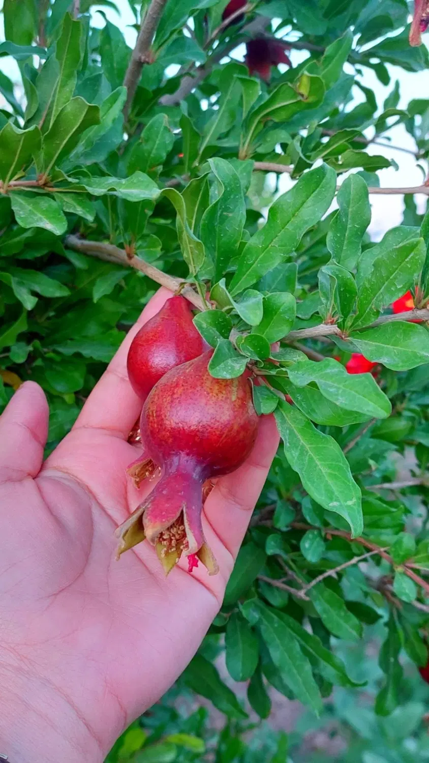 باغ فروشی