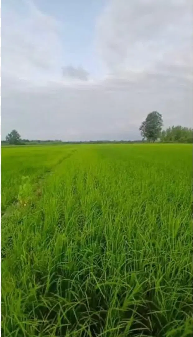 ۲۰۰۰ متر زمین ، سیدمیران