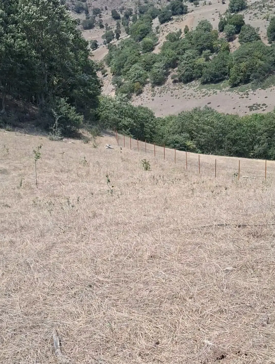 حدود ۱۳۰۰متر زمین در ییلاق زیبای دارستان