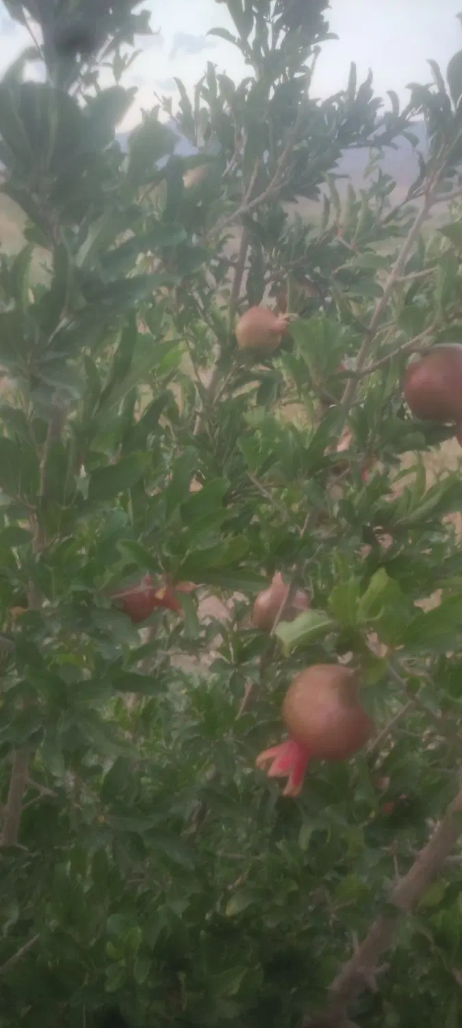 فروش 8ساعت حق آبه چاه عمیق