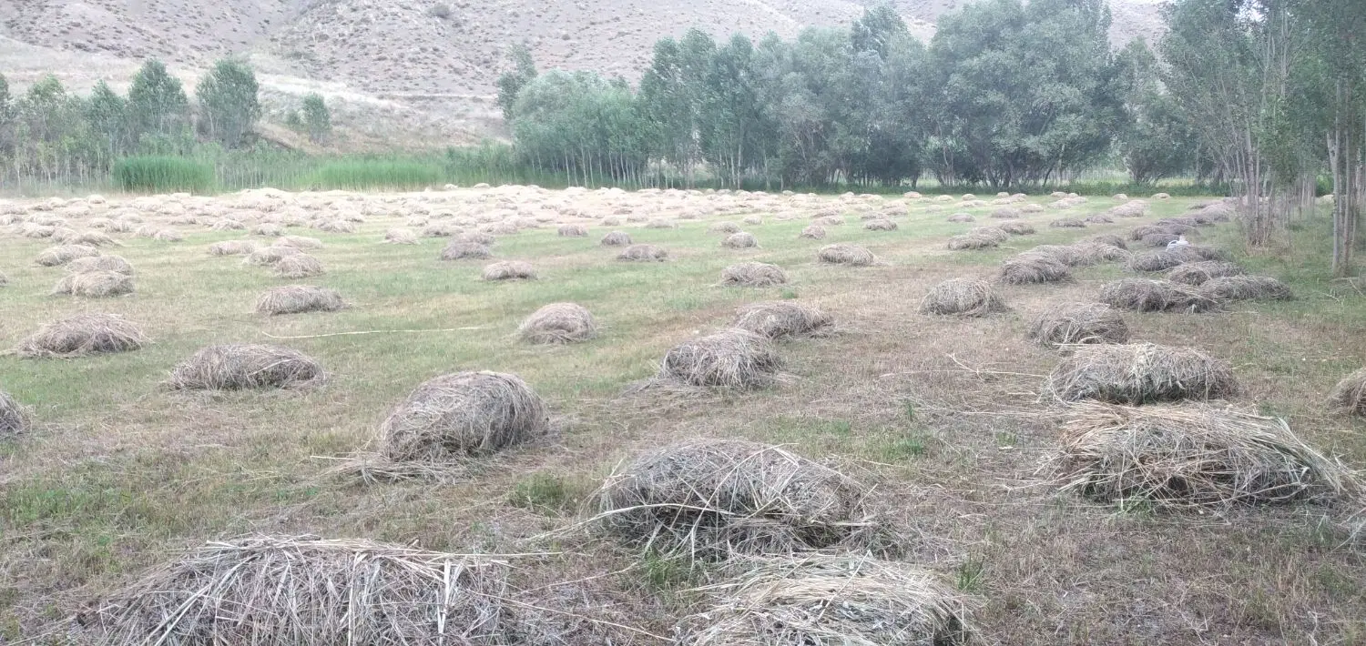 زمین کشاورزی