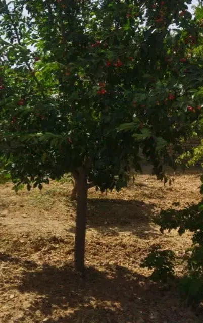 زمین و خونه باغی
