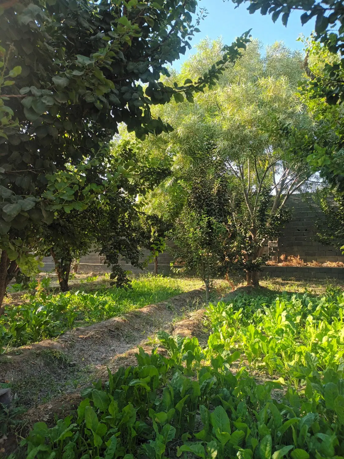 چهاردیواری ۶۸۶ متری دو نبش با سهمیه آب عالی