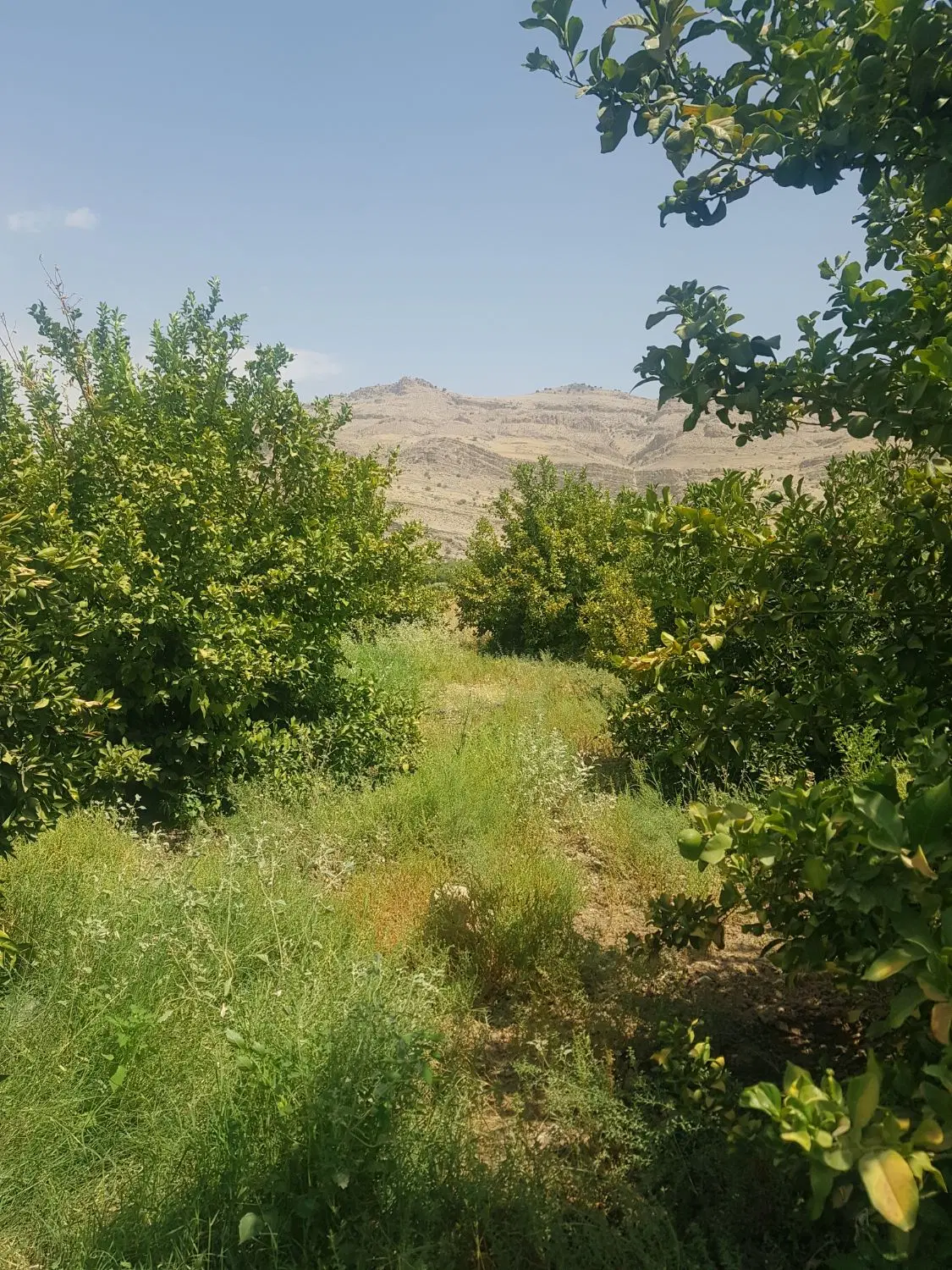اجاره ۴ هکتار  باغ میوه در شهرستان رستم ممسنی