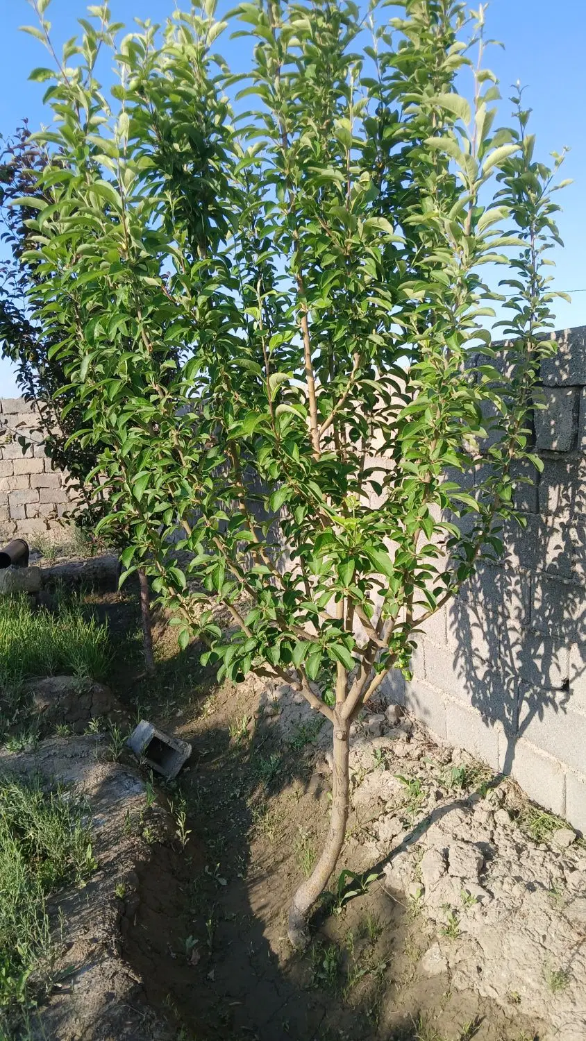 باغ  ملکی