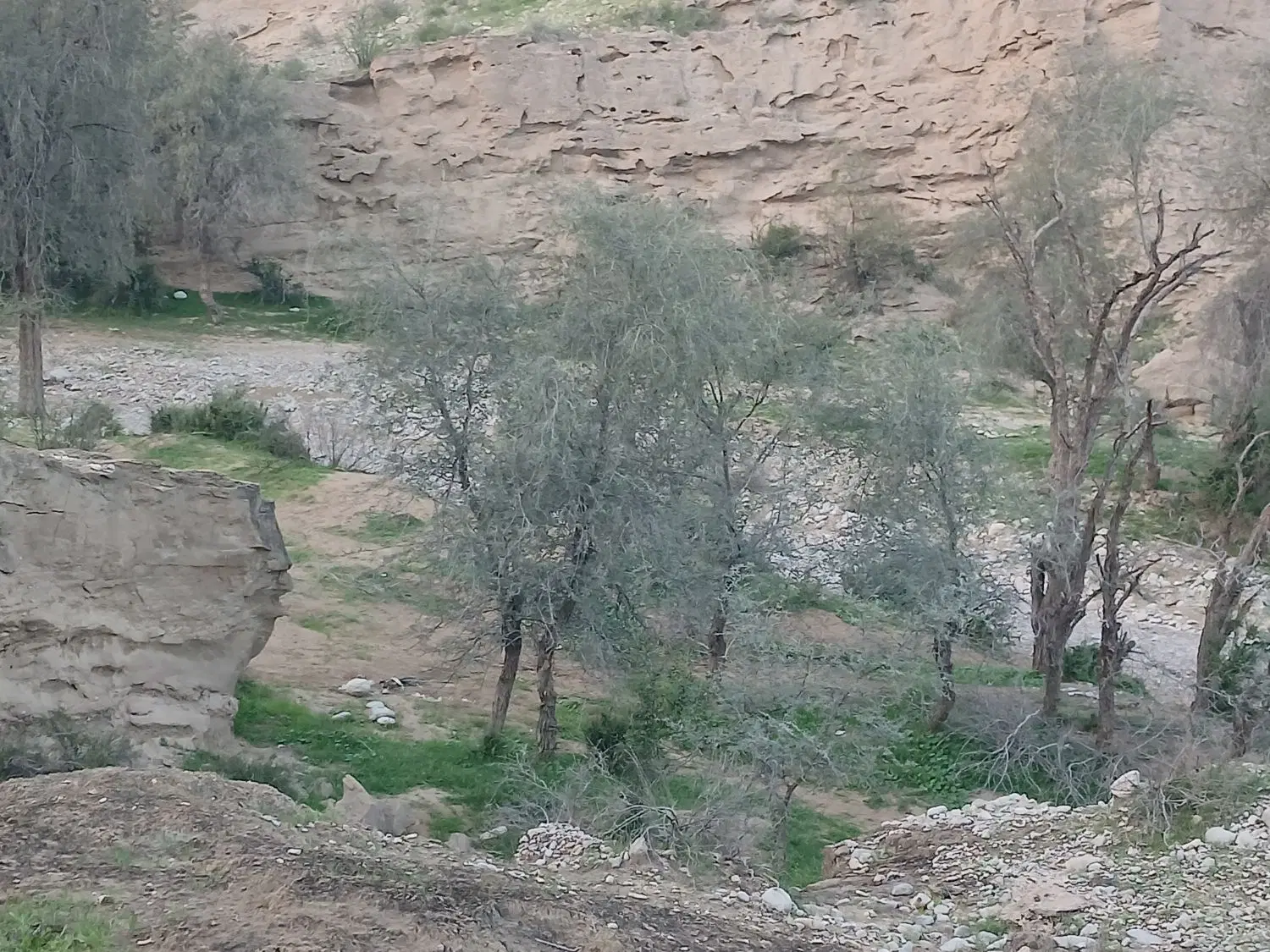 زمین کلنگی سرخون