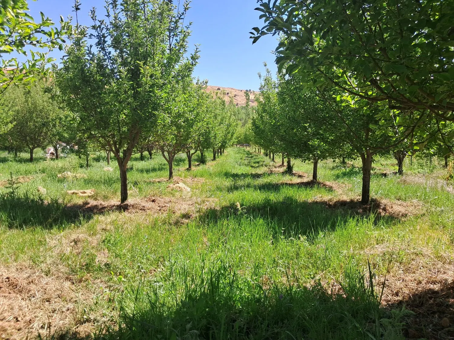 زمین باغی (رودشیر)