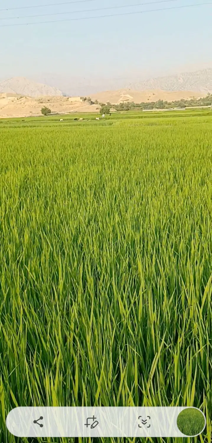 زمین کشاورزی