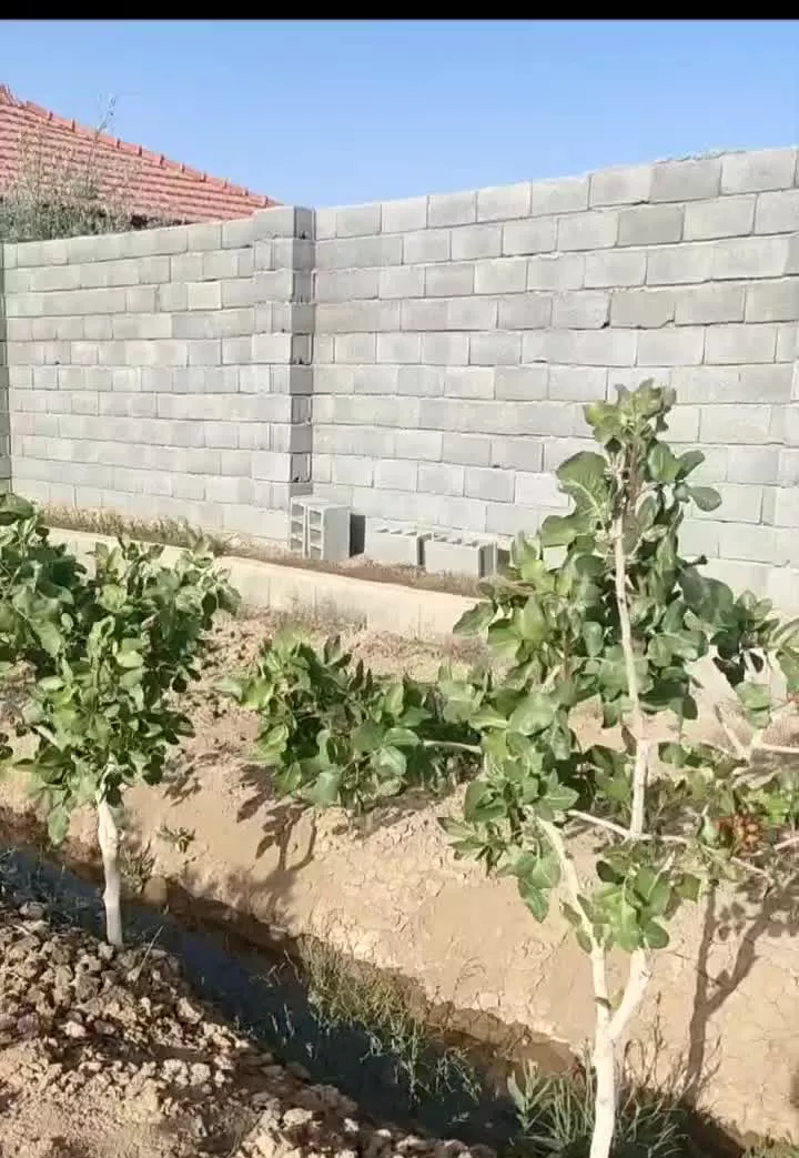فروش باغچه پسته ۱۲۰۰ متری  مناسب برای سرمایه گذاری