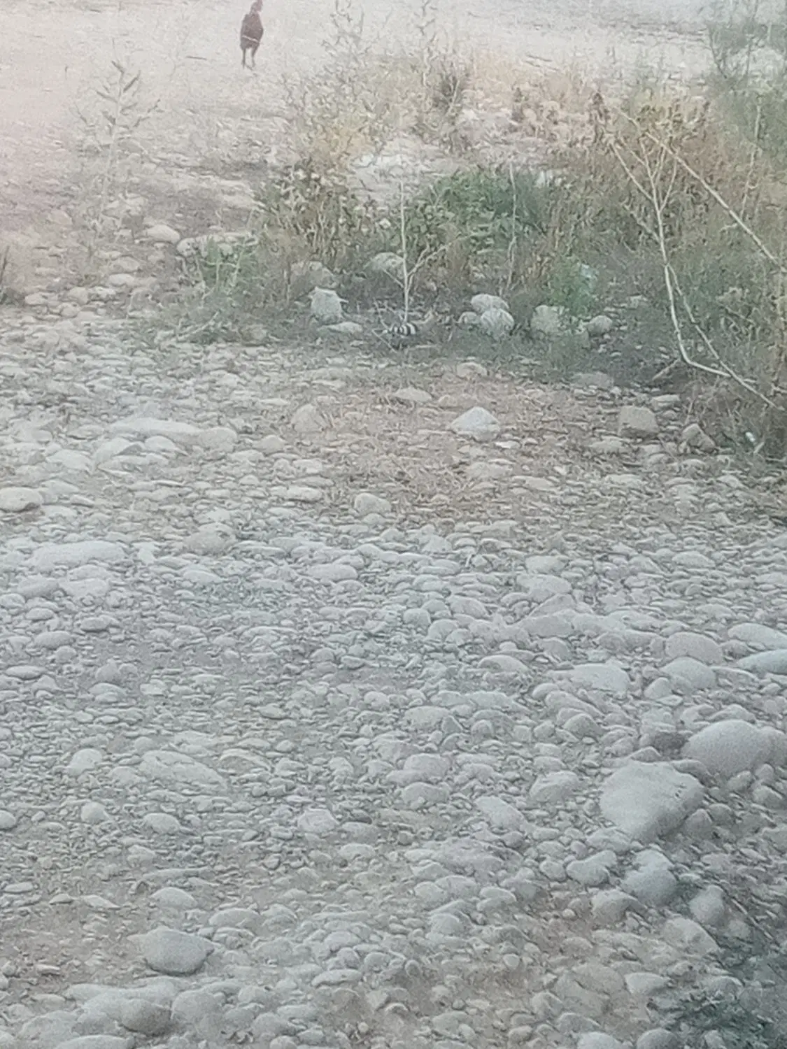 زمین مسکونی