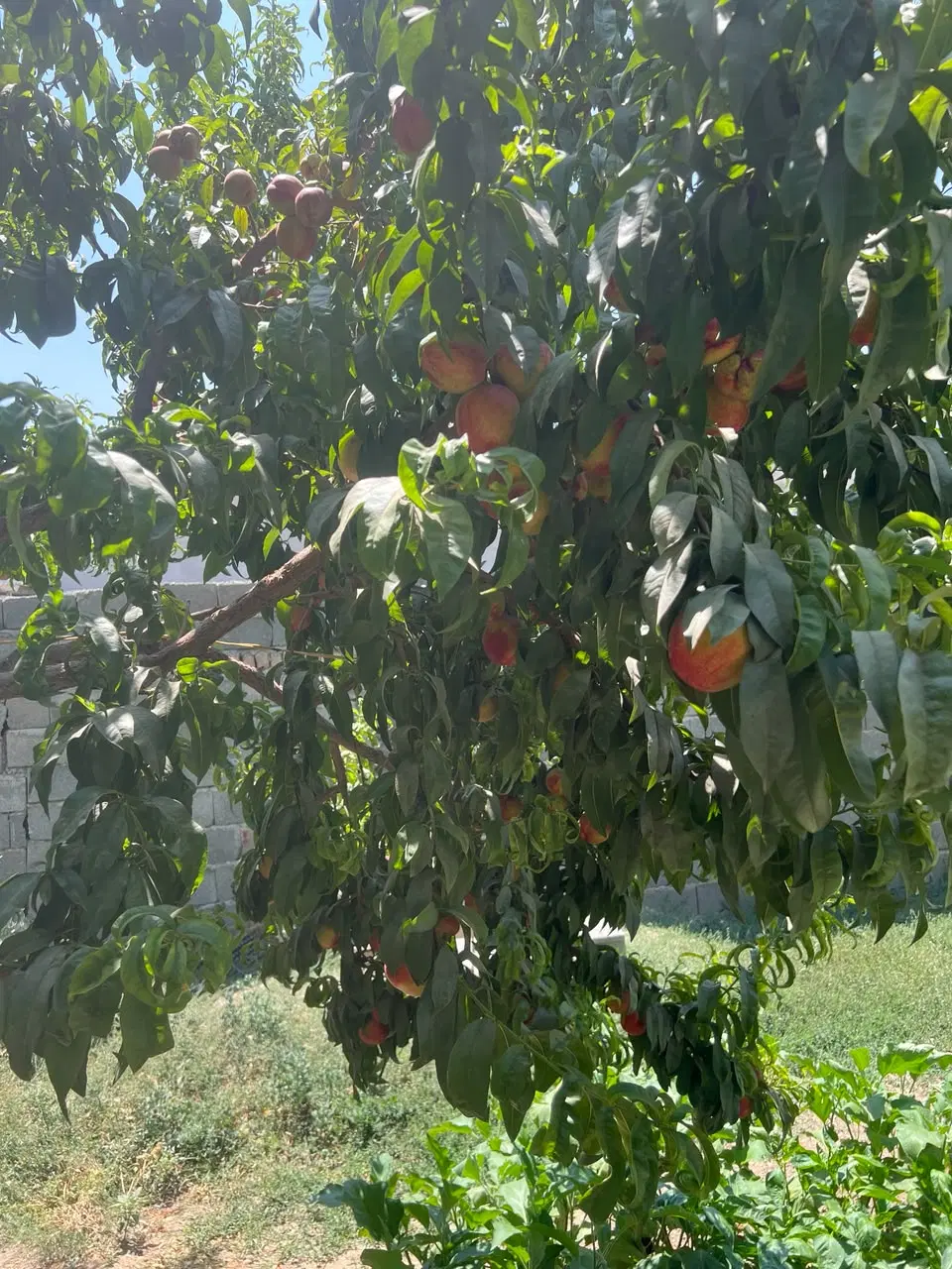 فروش زمین کاسبی