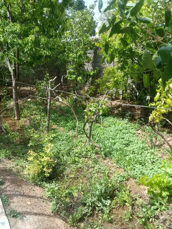 باغ.خونه باغ.آلاچیق دار