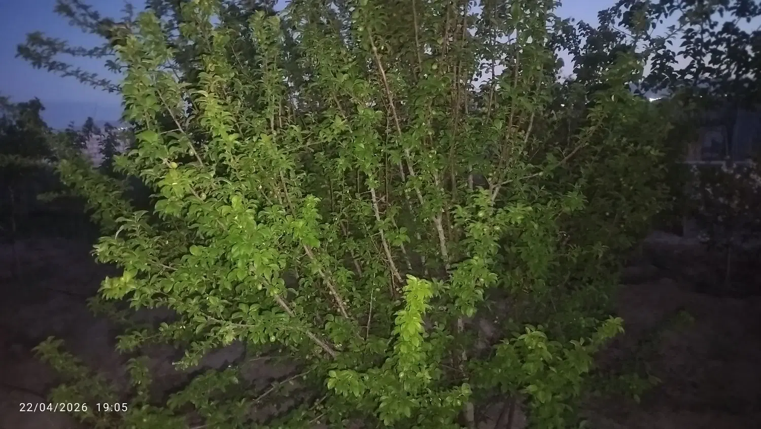 زمین باغی . چهار دیواری شرق اصفهان