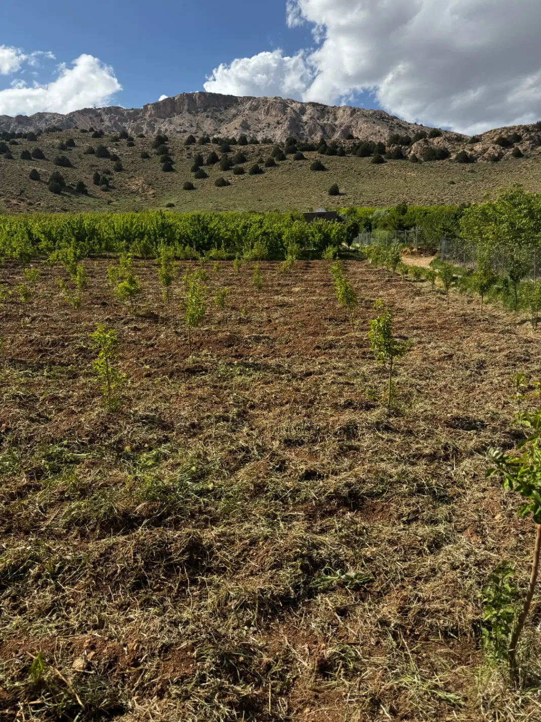باغ سیب ۶ ساله در فرحزاد (مجن)
