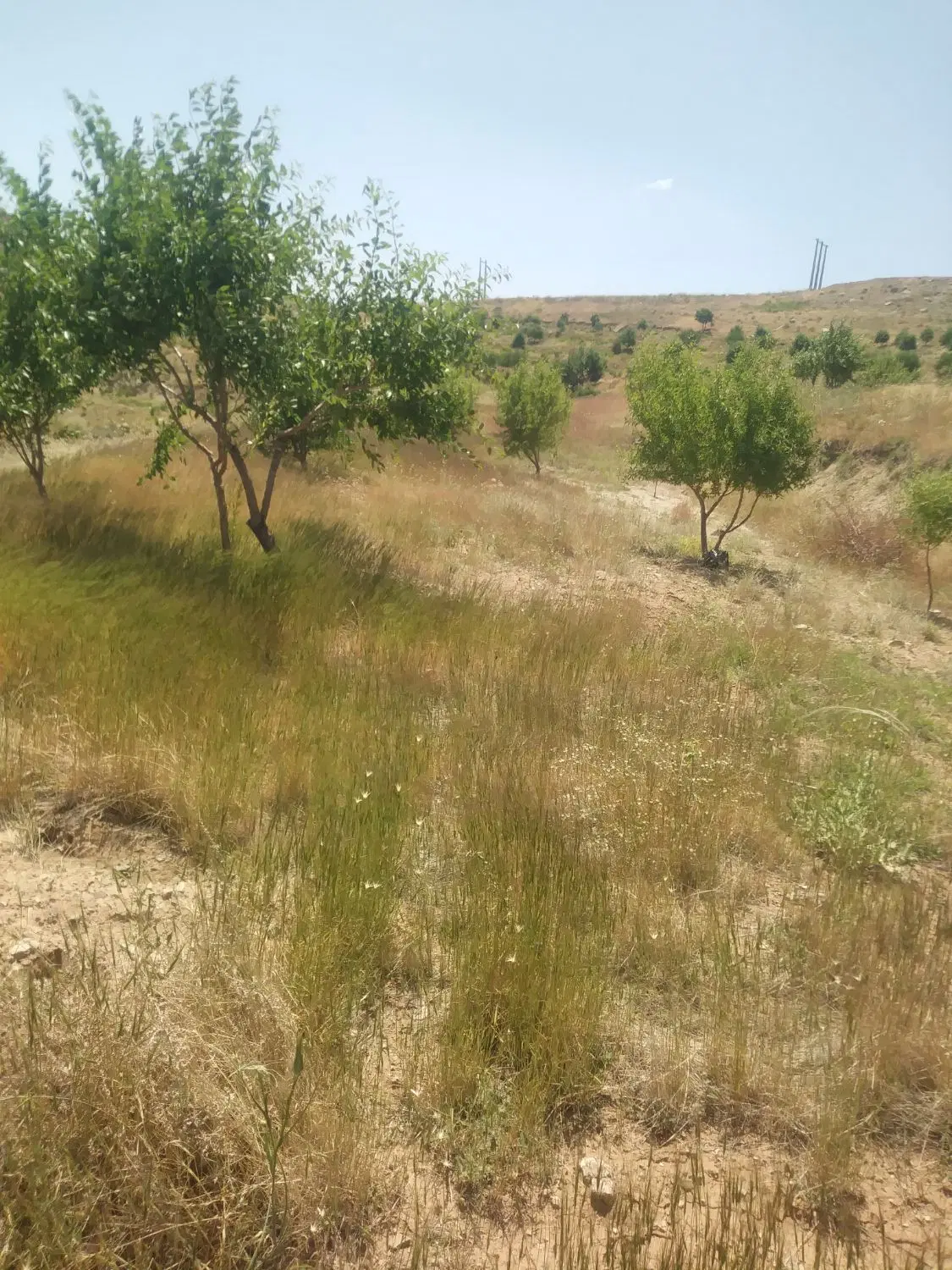 زمین دیمی